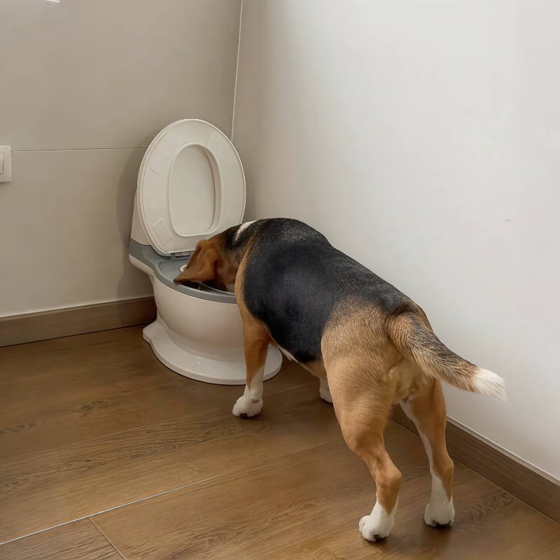 Pet Feeders - ชามอาหารสุนัขแบบช้า ดีไซน์สร้างสรรค์ รูปทรงตลก รุ่นใหม่ปี 2026 พร้อมชามน้ำป้องกันคอสำหรับสุนัขขนาดกลางถึงใหญ่